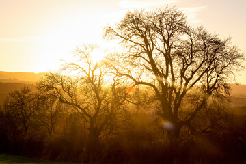 Fototapeta na wymiar Foggy winter sunset with bare trees bright yellow background
