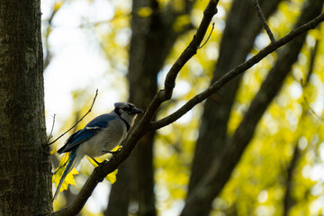 Blue jay perched on a tree branch