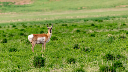 Naklejka na ściany i meble Single Antilope looking at the camera in the wild