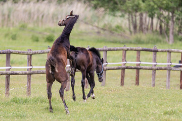 Pferd