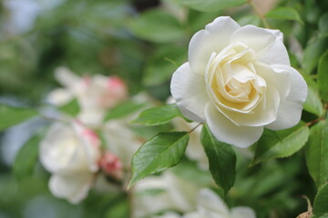 Weiße Rose an einem Rosenbusch