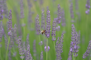 Brin de lavande en provence
