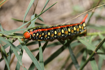 Beautiful caterpillar creeps on big green leaf. Macro of a macaon caterpillar