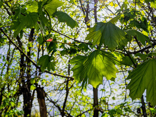 green leaves on a tree