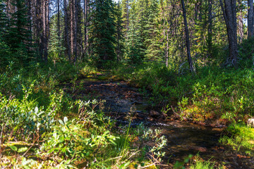 maligne lake views, Jasper National Park, Alberta, Canada