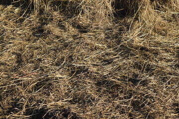 Scattered Hay texture photo