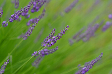 Brin de lavande en provence
