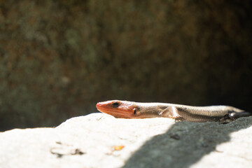 lizard on the rock