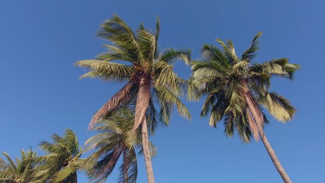 coconat palm tree on sky tropical view