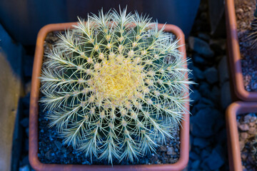 Closeup image of Golden barrel cactus (echinocactus grusonii) (Echinocactus)echinocactus.  Cactus in a pot. © IvSky