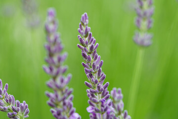 Brin de lavande en provence