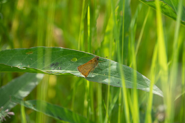 a small orange butterfly brown bullhead butterfly sitting on a leaf