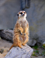 Erdm&auml;nnchen h&auml;lt Wache im Tierpark