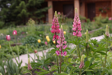 Blooming lupine flower. Bouquet of lupine flowers in the summer in the garden. Selective focus