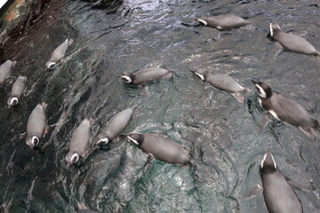 Penguins swimming in circles