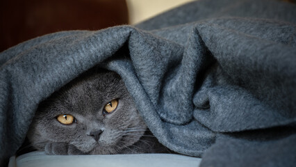 Cat under blanket