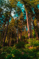 Trees of Germany's Black Forest (Schwarzwald)