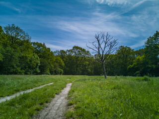 Fototapeta na wymiar Green clearing with dry tree near path high trees and blue cloudy sky