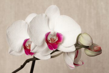 Fototapeta na wymiar Phalaenopsis orchid inflorescence