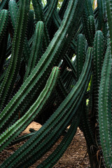 dark green cactus texture for background