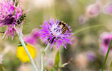 abeja