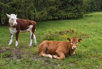 Kühe auf der Alm im Stubaital