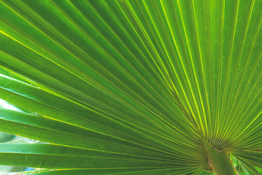 Close up green palm leaf texture
