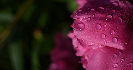 Pink petal with raindrops in front of a dark green backround with copyspace