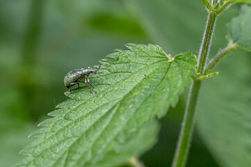 Green Leaf Weevil - Phyllobius maculicornis