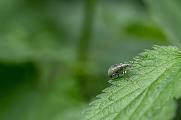 Green Leaf Weevil - Phyllobius maculicornis