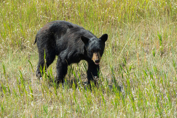 Obraz premium wild black bear in the area surrarounding Medicine lake