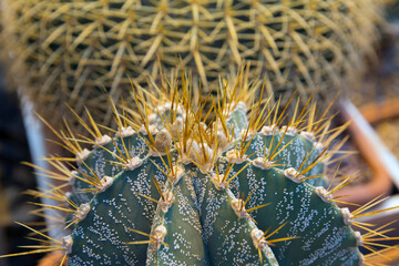 Astrophytums is a species of cactus plant in the genus Astrophytum.  Astrophytum with blurred...