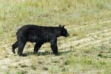 wild black bear in the area surrarounding Medicine lake