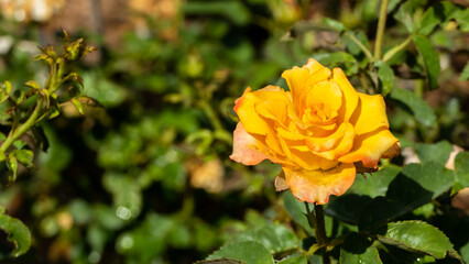 Beautiful yellow rose in the morning