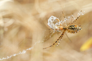 Araignée avec prise dans sa toile