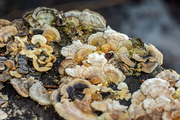 Schizophyllum commune (parasitic mushroom) on an old log. Texture. Background. 