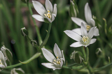 Many small white flowers similar to lilies close-up. Beautiful natural background in the summer. Perennial plants for flower beds.