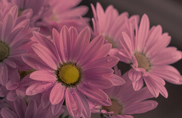 Beautiful pink daisies blooming background.