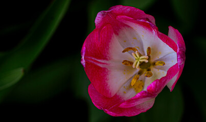 Beautiful  pink tulip  blooming background.