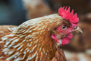Head of a dirty village chicken close-up. Pets and birds.