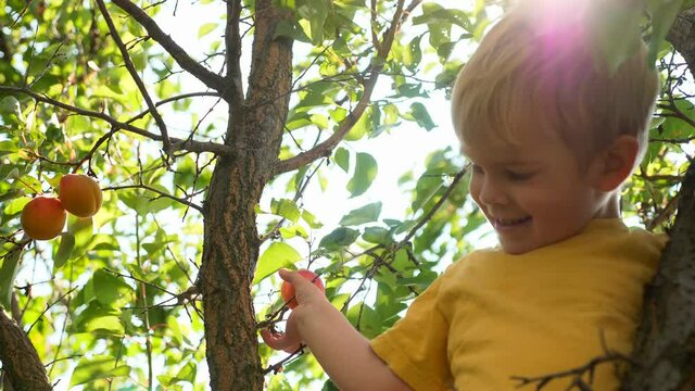 Boy Picks Apricot from Branch and Gives in Parents Hand. 2x Slow motion - 1/2 speed 60 fps
