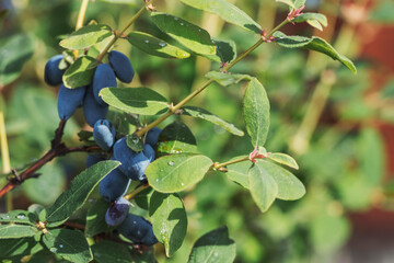 Juicy honeysuckle berries on a green branch. Large raindrops shine in the sun. Beautiful natural...