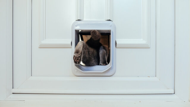 Grey Cat Leaving The House Through A Cat Flap