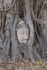 Fototapeta na wymiar Tête de Bouddha dans des racines de banian à Ayutthaya, Thaïlande