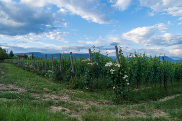 A view of the beautiful Appiano in Italian South Tyrol