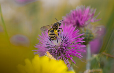 Abeja