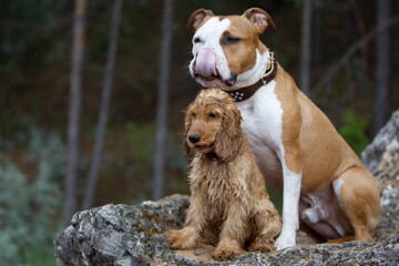 American staffordshire terrier and cocker spaniel puppy after swimming