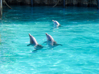 Three dolphins swimming liftig their heads out of the turquoise colored water.
