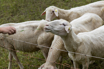 Obraz premium Schaf streck die Zunge heraus als es einen Grashalm essen will