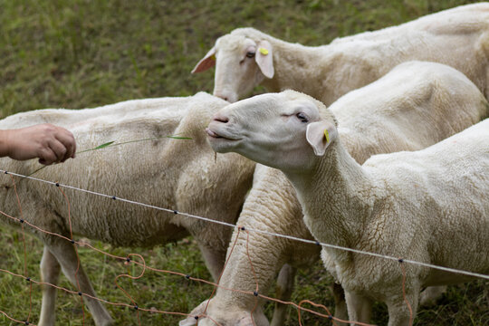 Schaf streck die Zunge heraus als es einen Grashalm essen will